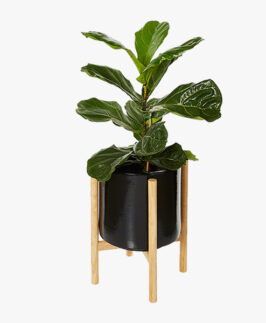 Table Lamp In Steam Beach Wood