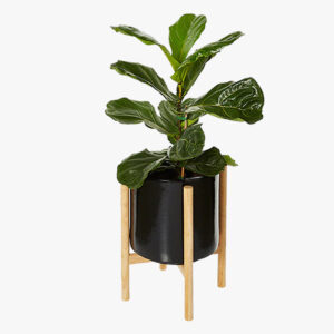 Table Lamp In Steam Beach Wood